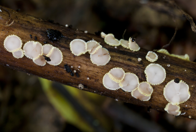 Trichopeziza sulphureopilosa